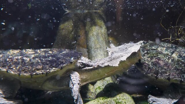 Close up of the head of Amazon mata mata  turtle , swimming around underwater