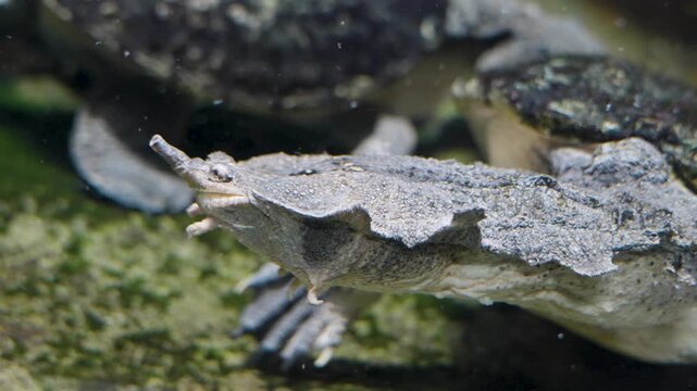 Close up of the head of Amazon mata mata  turtle , swimming around underwater