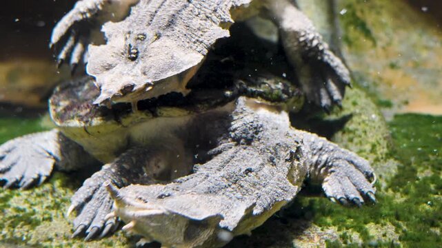 Close up of the head of Amazon mata mata  turtle , swimming around underwater