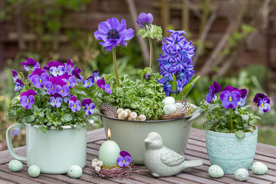 Garten-Arrangement mit einer Kerze und lila Hornveilchen (Viola cornuta), Anemona coronaria und Hyazinthe in T&ouml;pfen