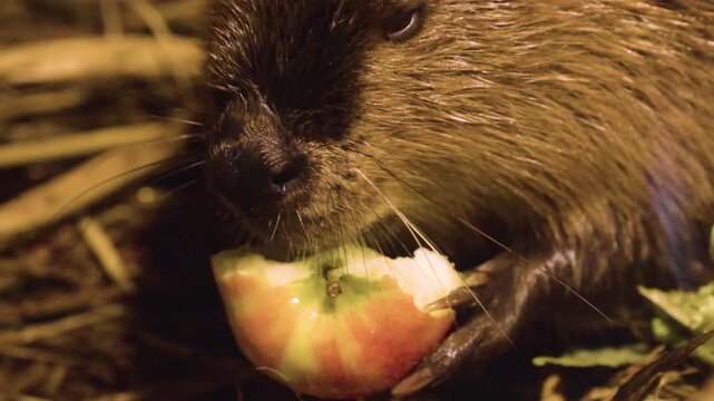 Close up of a beaver sitting in his burrow and eating an apple with his front feet or hands