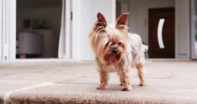 Small long-haired dog standing on concrete step at doorway, lifting head, with bow, scanning right
