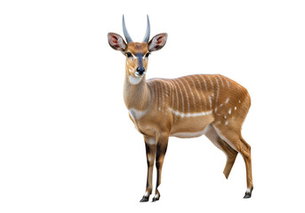 Fototapeta premium A captivating, full shot of a graceful antelope, showcasing its intricate, light-brown and cream-colored patterns against a stark black background.