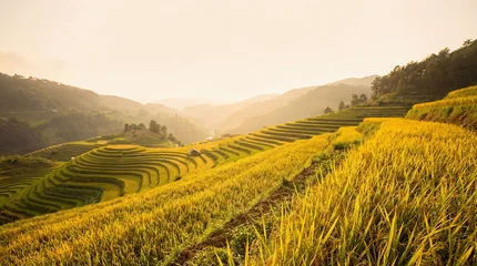 Fototapeten Reisfelder Lush golden rice plants in the foreground, framing vast terraced fields and misty mountains under soft light.  © loret