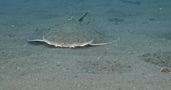 Young angel shark closeup.
