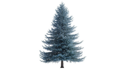 Isolated blue spruce evergreen tree, beautiful conifer, nature object ready for easy design © Corotaev