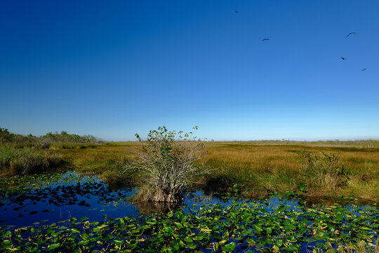 Cypress trees and birds flying around the beautiful sawgrass lands of the Florida Everglades