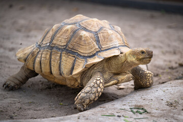 Obraz premium Geochelone sulcata, or the Sulcata tortoise, or African spurred tortoise, is mating and looking at the camera. This relates to the concept of animal conservation and ecosystem protection.