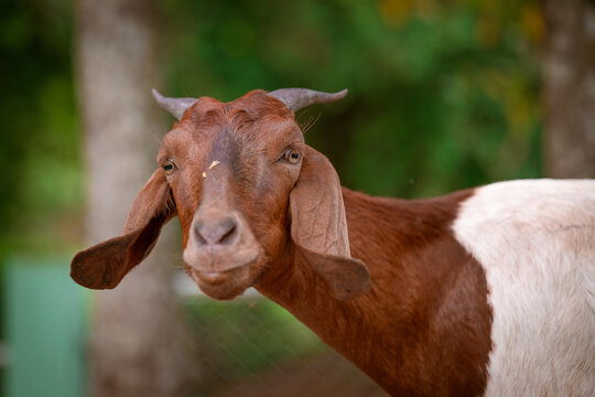 Portrait of a goat with long hair on a green background. Little goat.
