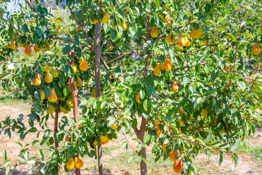 Ripe yellow pears duchesse hanging on a fruit tree in a sunny orchard during harvest. Organic farming, fruit garden, agricultural scene, summer harvest.