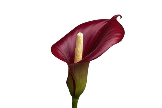Burgundy calla lily blooming with elegant spadix