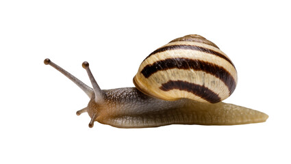 Isolated land snail with striped shell slowly moving in profile, detailed studio photo © Iura