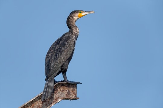An Indian Cormorant (Phalacrocorax fuscicollis) photographed in its natural habitat in Bhigwan, Maharashtra, India.