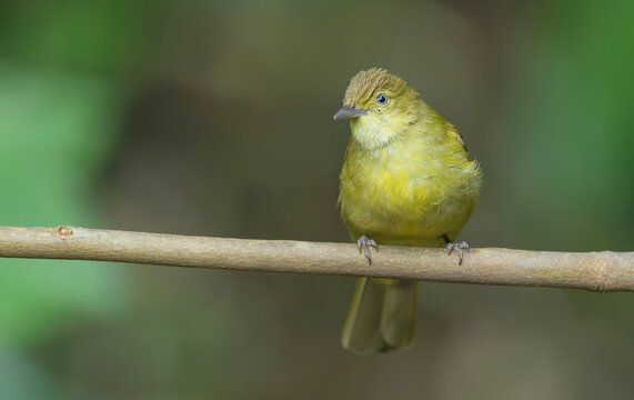Image of a Cachar Bulbul (Pycnonotus cacharensis) in Dosdewa, situated in the Khasi Hills of the Karimganj District, Assam, India.