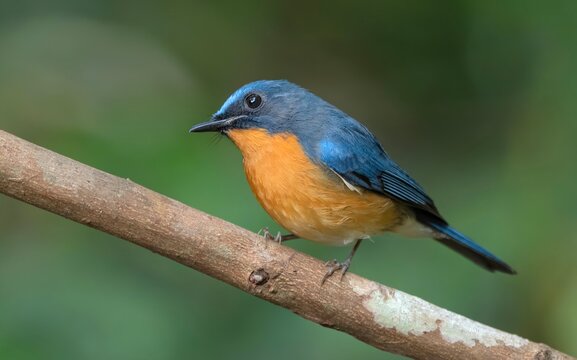 Male Hill Blue Flycatcher (Cyornis banyumas) captured in Dosdewa, situated in the Khasi Hills, Karimganj District, Assam, India.