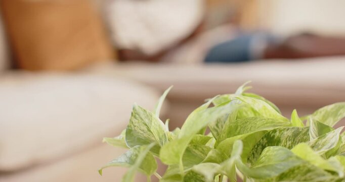 Camera moving focus from pothos showing African American teen male lounging on sofa studying tablet