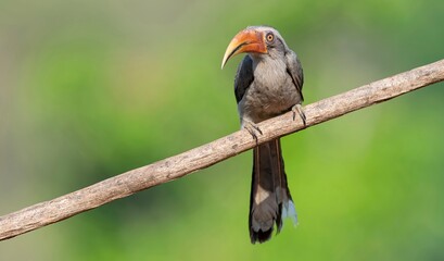 A Malabar grey hornbill (Ocyceros griseus) spotted in the Shimoga region of the Western Ghats, Karnataka, India. © RealityImages