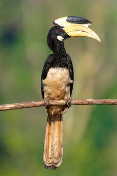 A Malabar pied hornbill (Anthracoceros coronatus), part of the varied fauna in the Western Ghats, Shimoga, Karnataka, India.