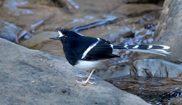 A captivating White-crowned Forktail (Enicurus leschenaulti) in the lush Namdapha National Park, Arunachal Pradesh, India.
