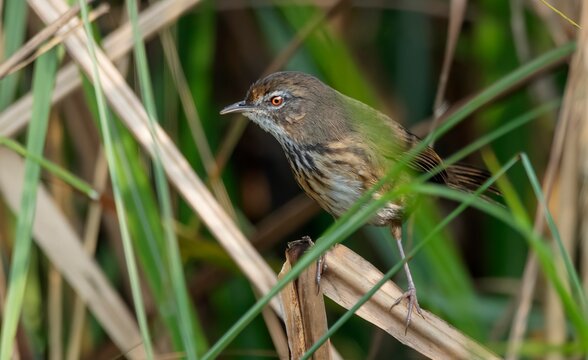A Pseudoyersinia marshalli, commonly known as Marsh Babbler, observed in Dibru-Saikhowa National Park, Assam, India.