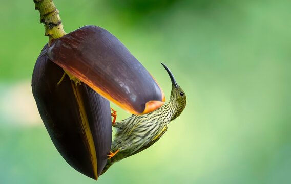 A Streaked Spiderhunter (Arachnothera magna) observed in its natural habitat at Namdapha National Park, Arunachal Pradesh, India.