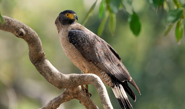 An image of a Crested Serpent Eagle (Spilornis cheela) in its natural habitat within the Rajaji Tiger Reserve, Uttarakhand, India.