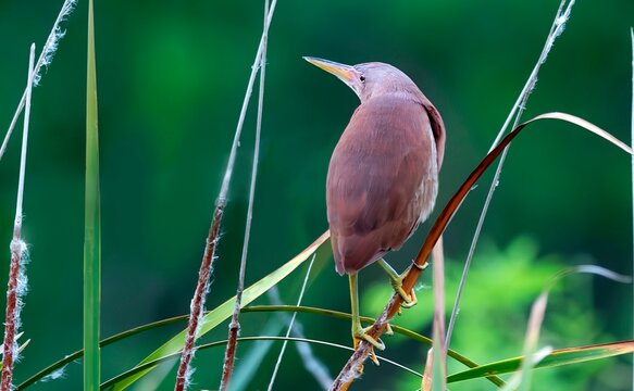 A Cinnamon bittern (Ixobrychus cinnamomeus) captured within the Nalsarovar Bird Sanctuary, Ahmedabad, Gujarat, India.
