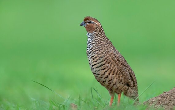 Rock Bush Quail (Perdicula argoondah) spotted at Nalsarovar Bird Sanctuary, Ahmedabad, India.