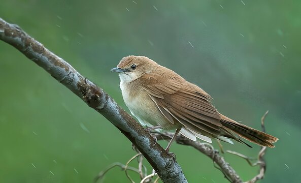 A Broad-tailed Grassbird (Schoenicola platyurus) sighted in Saswad, Maharashtra, India.