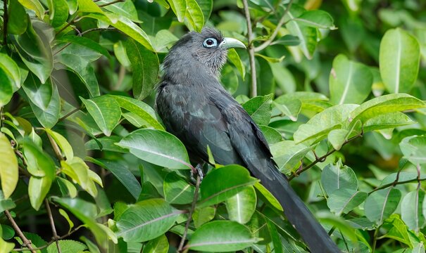 Photograph captures a Blue-Faced Malkoha (Phaenicophaeus viridirostris) in its natural habitat, spotted in Bhigwan, Maharashtra, India.