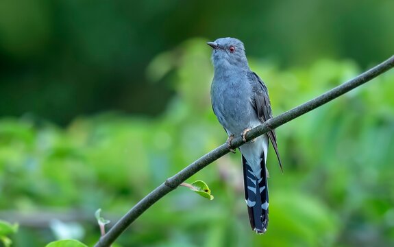 A Grey-bellied Cuckoo (Cacomantis passerinus) spotted in the diverse ecosystem of Bhigwan, Maharashtra, India.
