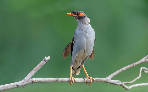Bank Myna (Acridotheres ginginianus) captured in Nalsarovar Bird Sanctuary, Ahmedabad, India.