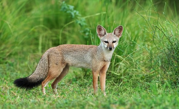 A Bengal Fox(Vulpes bengalensis) located within the Nalsarovar Bird Sanctuary in Ahmedabad, India.