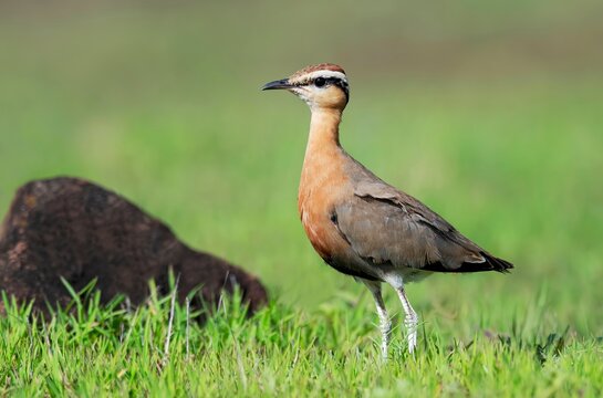 The Indian Courser (Cursorius coromandelicus), a local bird species, captured in its natural habitat in Bhigwan, Maharashtra, India.