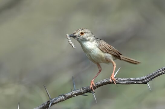 Delicate Prinia (Prinia delicata) sighted at Nalsarovar Bird Sanctuary in Ahmedabad, India.