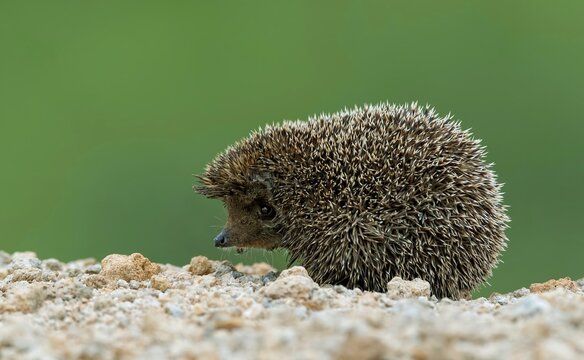 An Indian Hedgehog (Paraechinus micropus) photographed in Nalsarovar Bird Sanctuary, Ahmedabad, Gujarat, India.