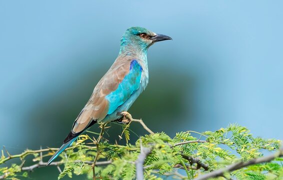 European Roller (Coracias garrulus) captured at Nalsarovar Bird Sanctuary, Ahmedabad, India.