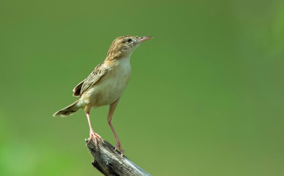 A Zitting Cisticola (Cisticola juncidis) at Nalsarovar Bird Sanctuary in Ahmedabad, India.