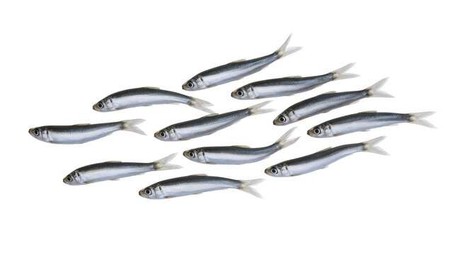 Isolated school of small silver fish swimming together, depicting aquatic marine life