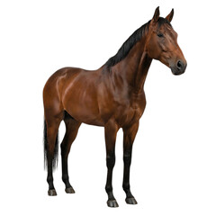 Fototapeta premium A beautiful brown horse stands alert on a clean white background, perfect for equestrian themes or animal-related projects.