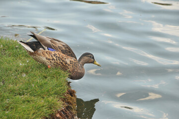 Kurz vor dem Sprung ins Wasser © JS