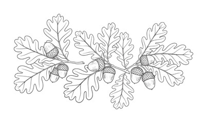 Black and white line of oak leaves and acorns a branch nature © Mahin