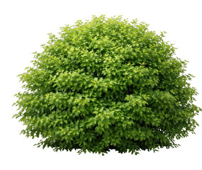 Obraz premium PNG Lush green bush isolated background