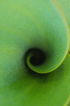 Fibonacci essence in nature; the growth spiral of the tulip leaf	