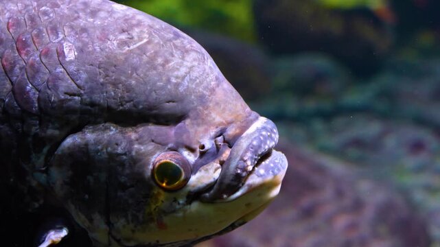 Close up head of an elephant ear fish gourami resting underwater in a river