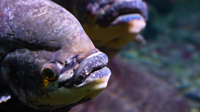 Close up head of an elephant ear fish gourami resting underwater in a river