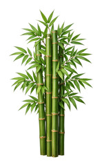 Fototapeta premium PNG Lush green bamboo plant illustration.