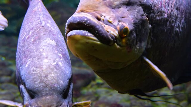 Close up head of an elephant ear fish gourami resting underwater in a river