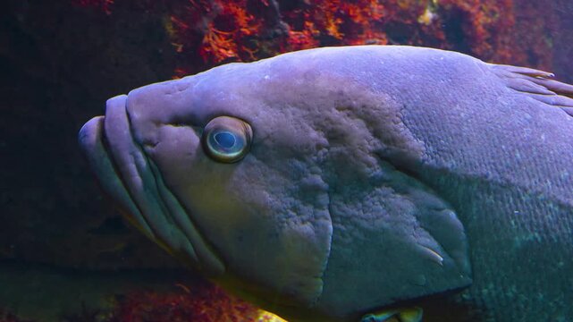 Close up of a large grouper fish slowly swimming around underwater beside a reef
