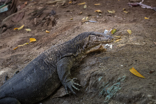 Asian water monitor (Varanus salvator) in its natural habitat

